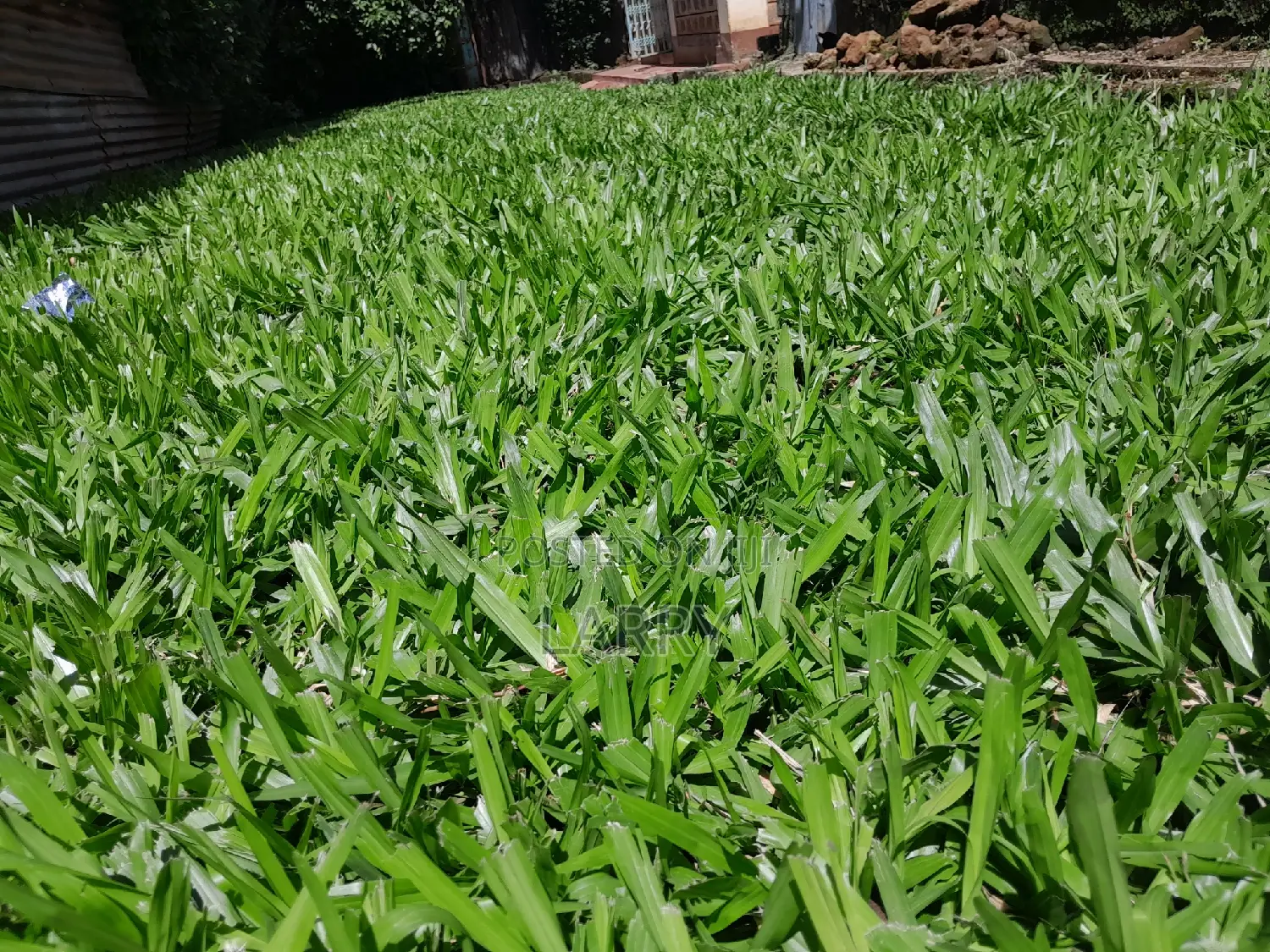 Pemba Grass