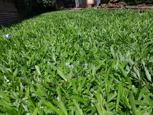 Pemba Grass