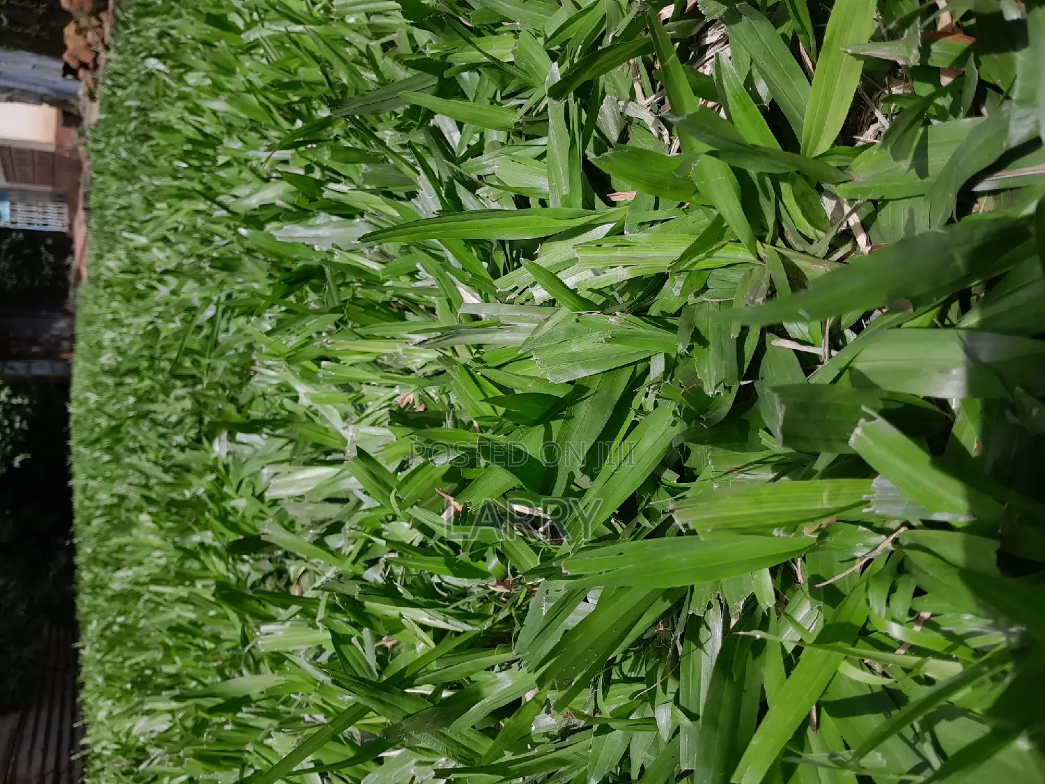 Pemba Grass