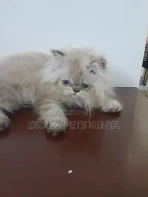 1-3 months Male Purebred Persian