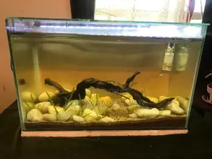 Brakish Water Aquarium