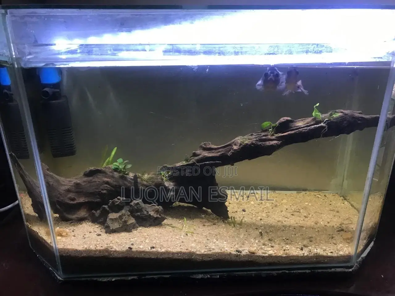 Brakish Water Aquarium