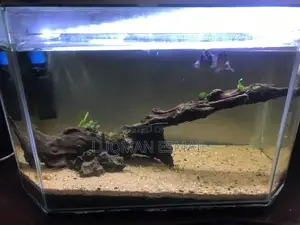 Brakish Water Aquarium