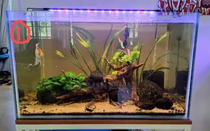 Panted Aquarium Tank