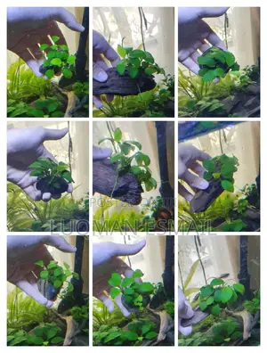 Live Plants for Aquarium