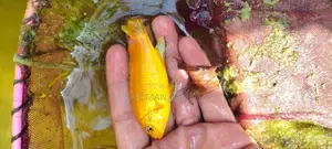 Yellow Lab Cichlids