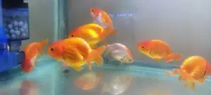 Ranchus Goldfish