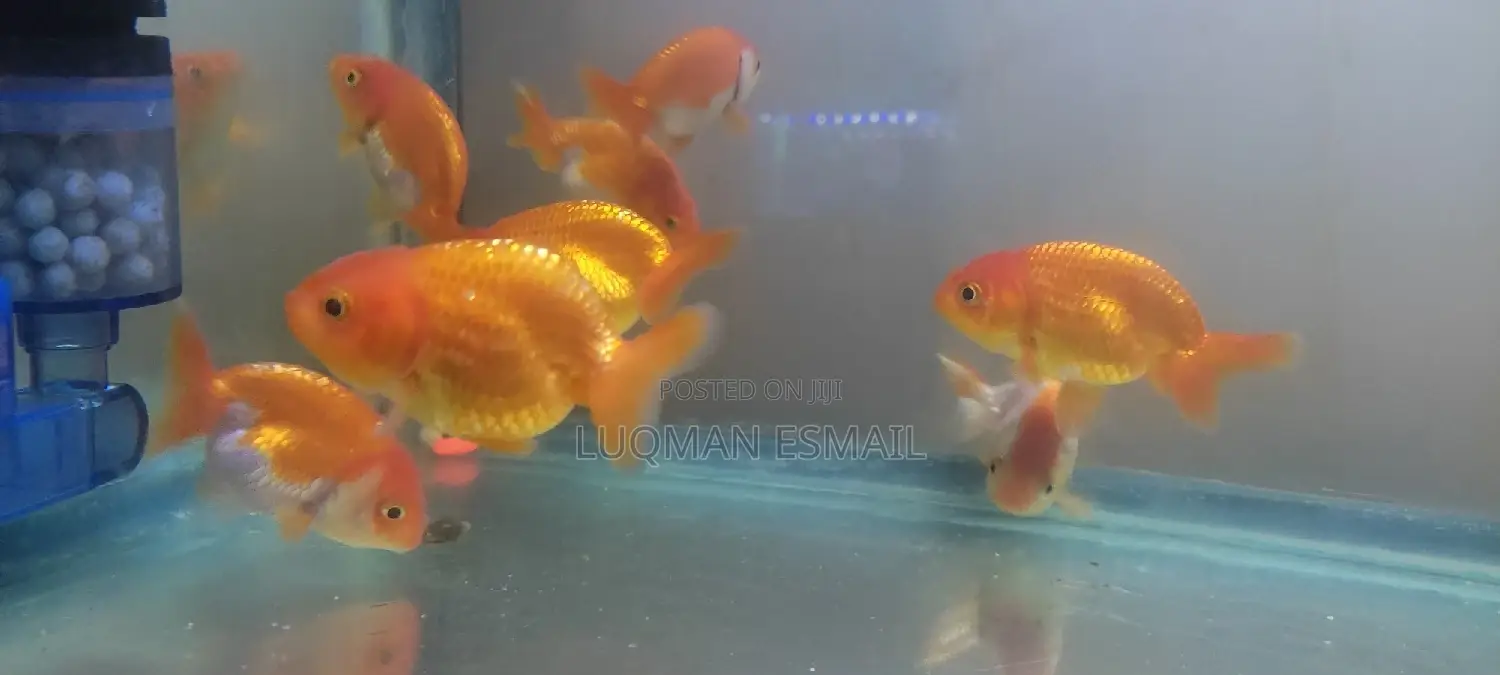 Ranchus Goldfish