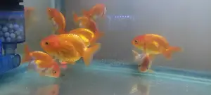 Ranchus Goldfish