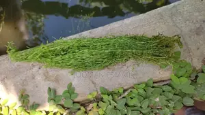 Aquarium Live Plants Available