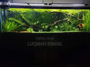 Fully Planted Aquarium