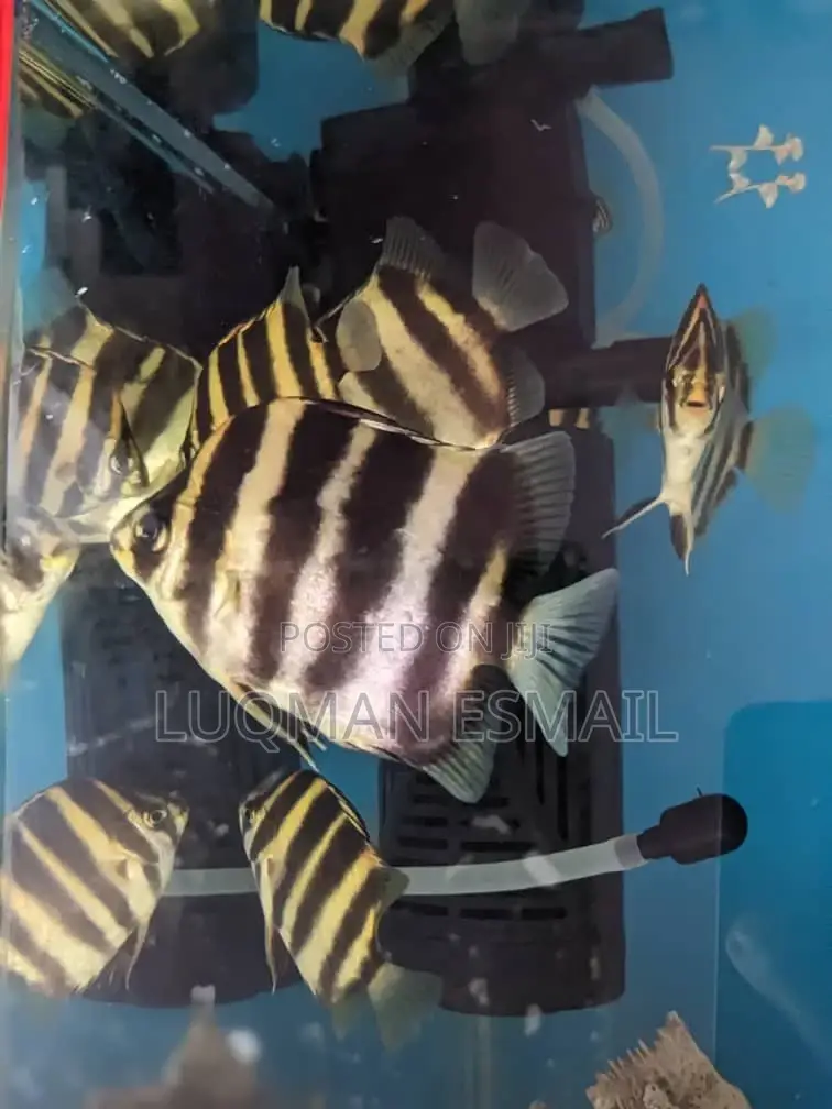 Skats Fish