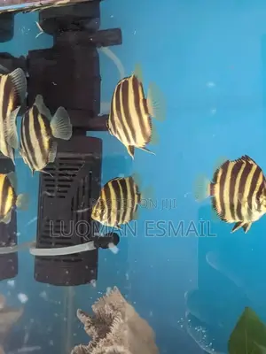 Skats Fish