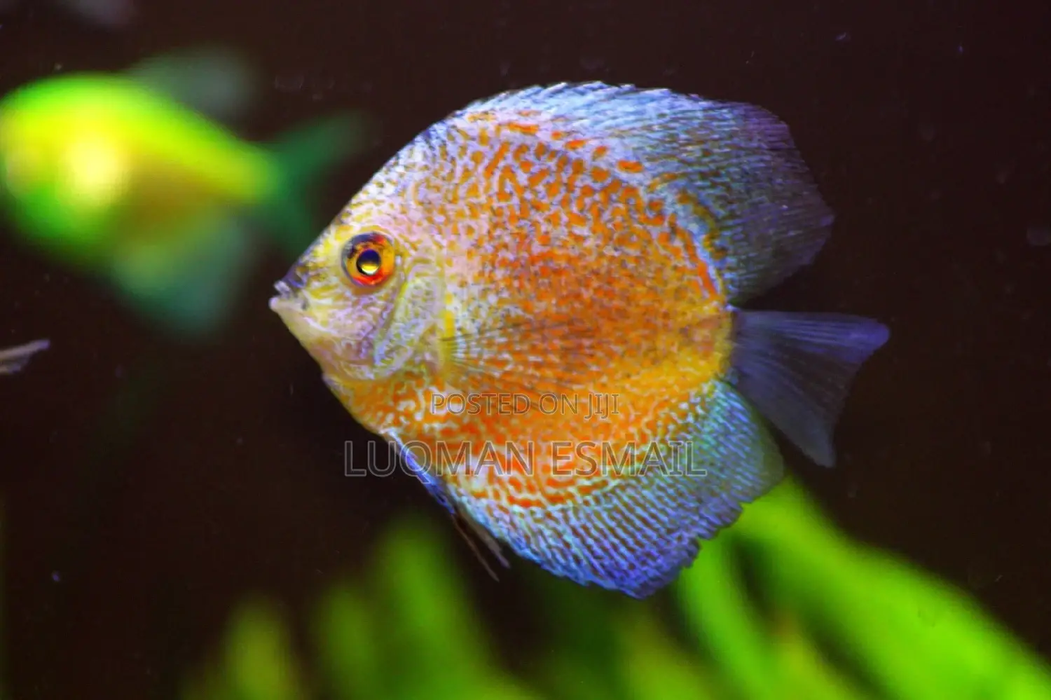Discuss Fish.