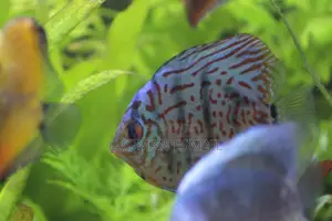 Discuss Fish.