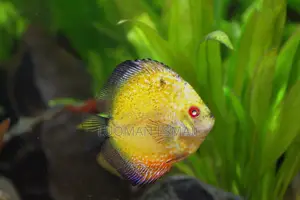 Discuss Fish.