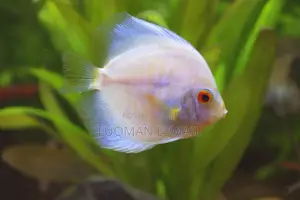 Discuss Fish.