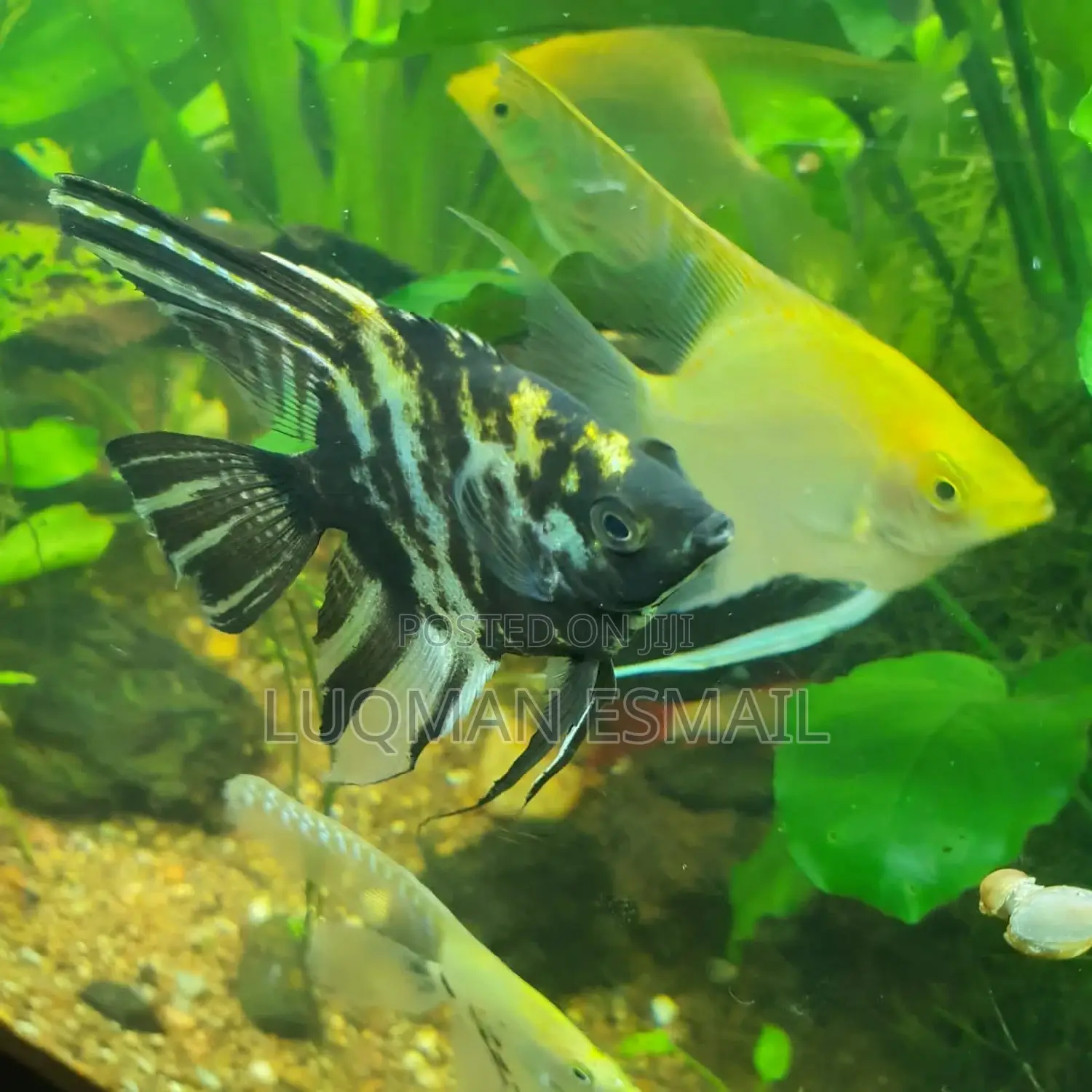 Angel Fish Available