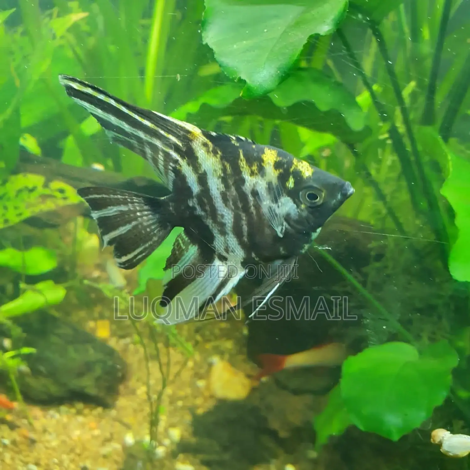 Angel Fish Available