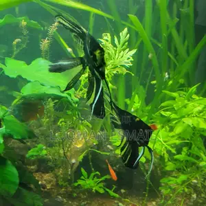 Angel Fish Available