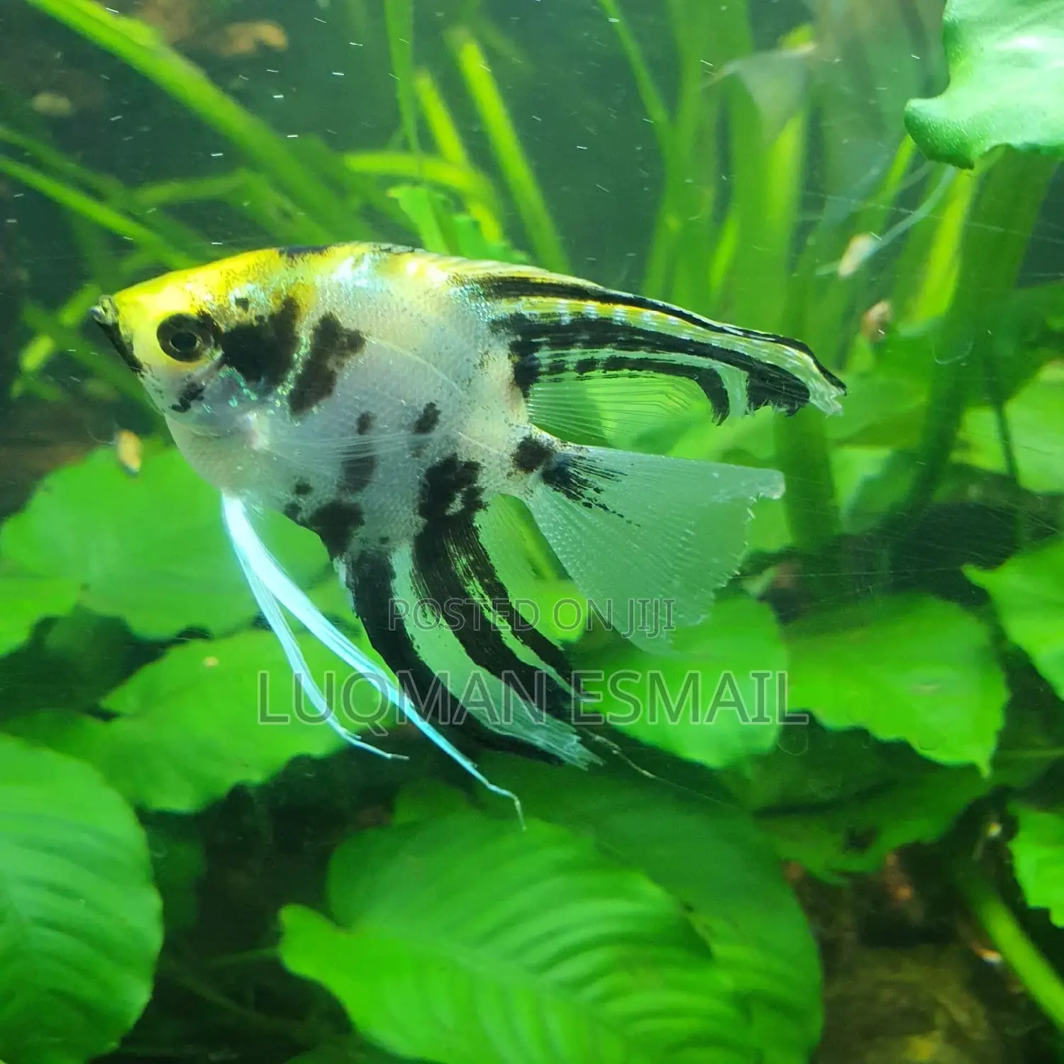Angel Fish Available