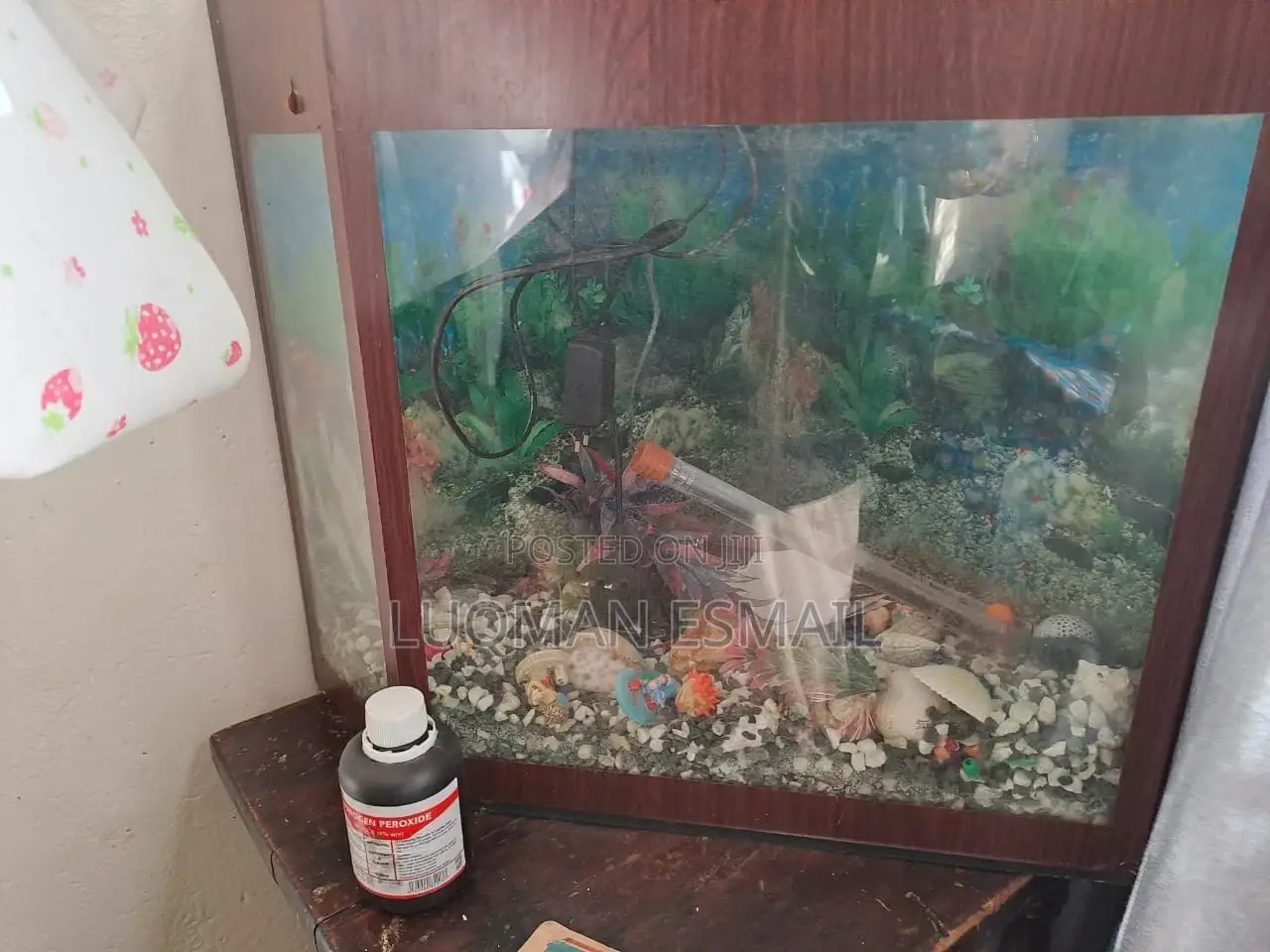 Small Aquarium