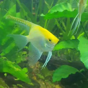 Golden Angels Available