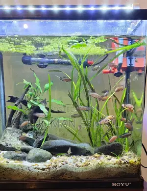 Planted Aquarium