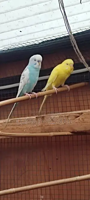 Budgie Female