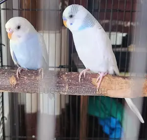 Beautiful Budgies