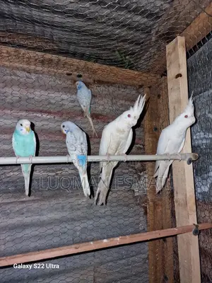 Cockatiels Available