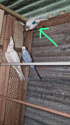 Cockatiels Available