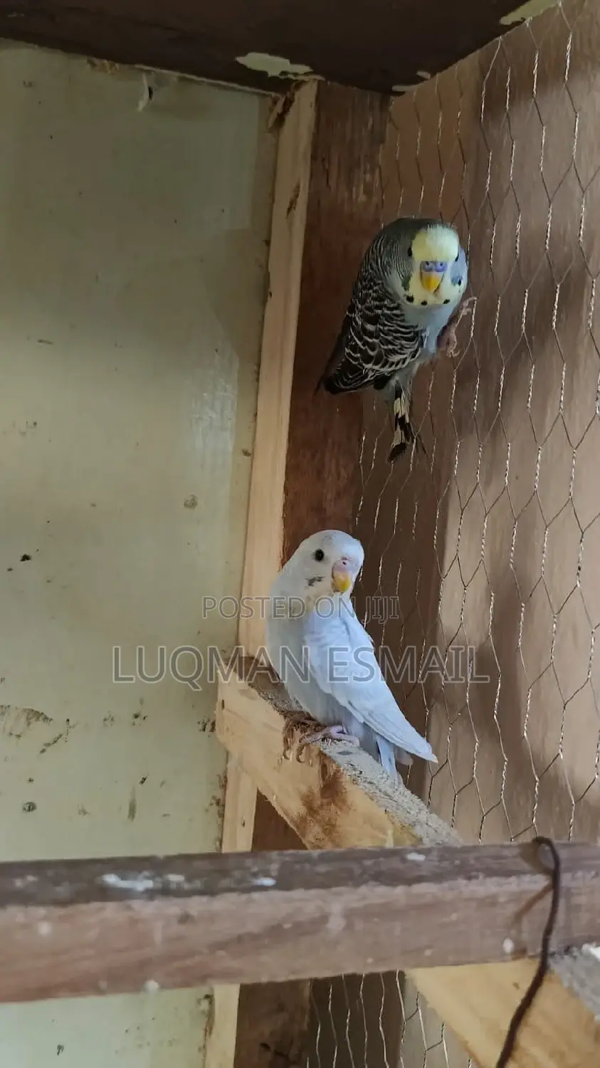 Breeding Pairs Available