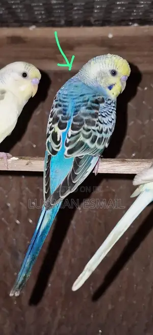 Female Budgie