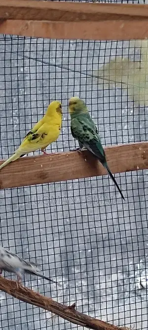 Breeding Pair Budgies