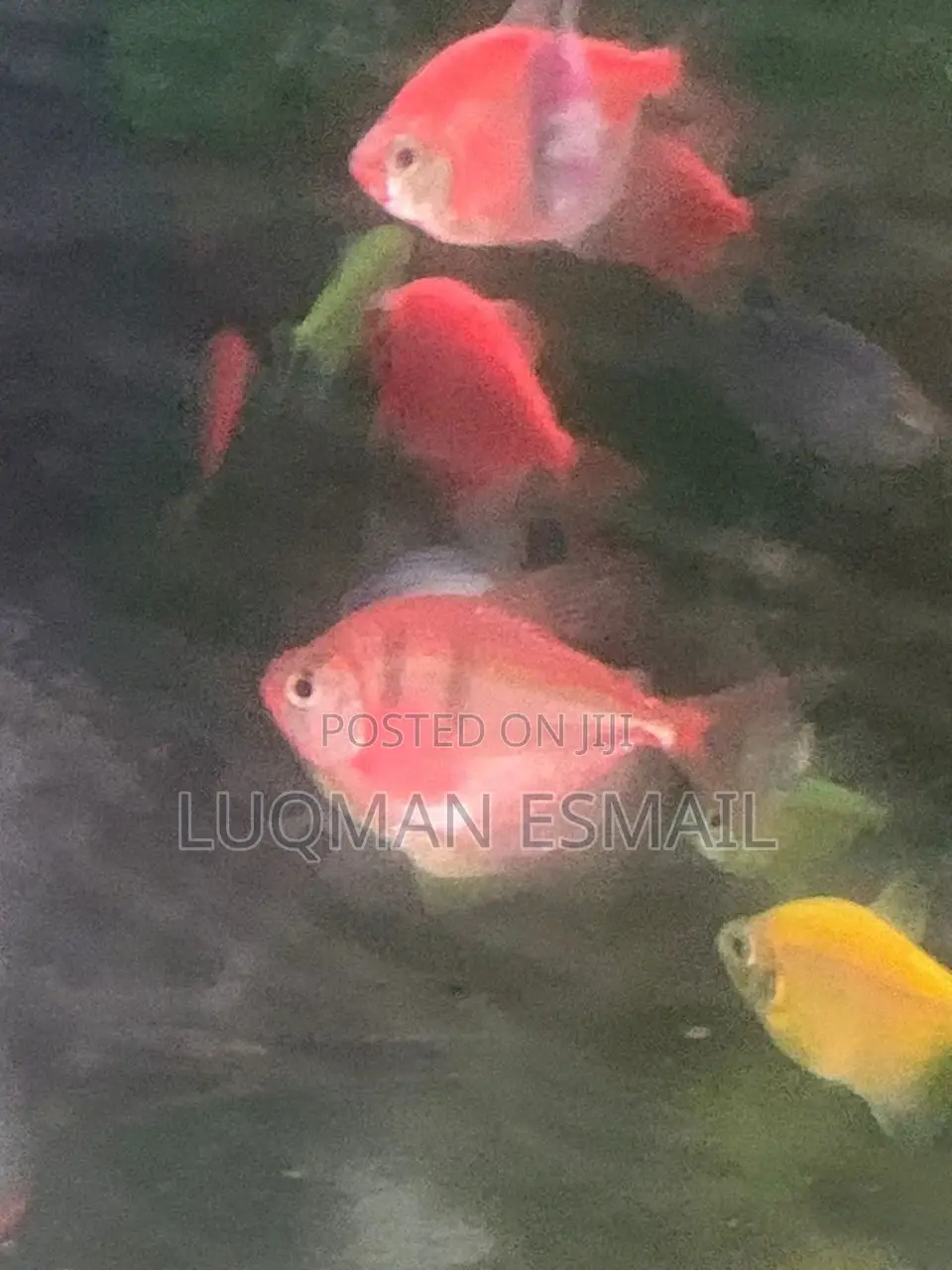 Glow Tetra