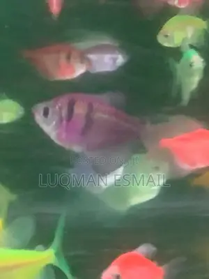 Glow Tetra