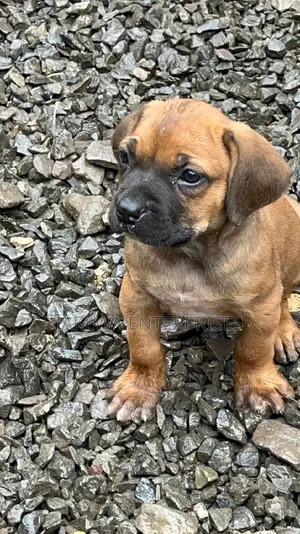 1-3 months Female Purebred Boerboel