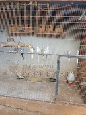 Cocktiels Pair
