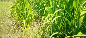 Juncao Napier Cuttings