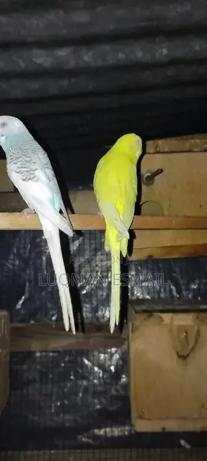 Lutino Female Budgie