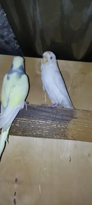 Budgies Available