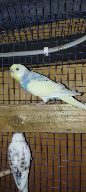 Rainbow Male Budgie