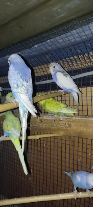 Spangle Budgies