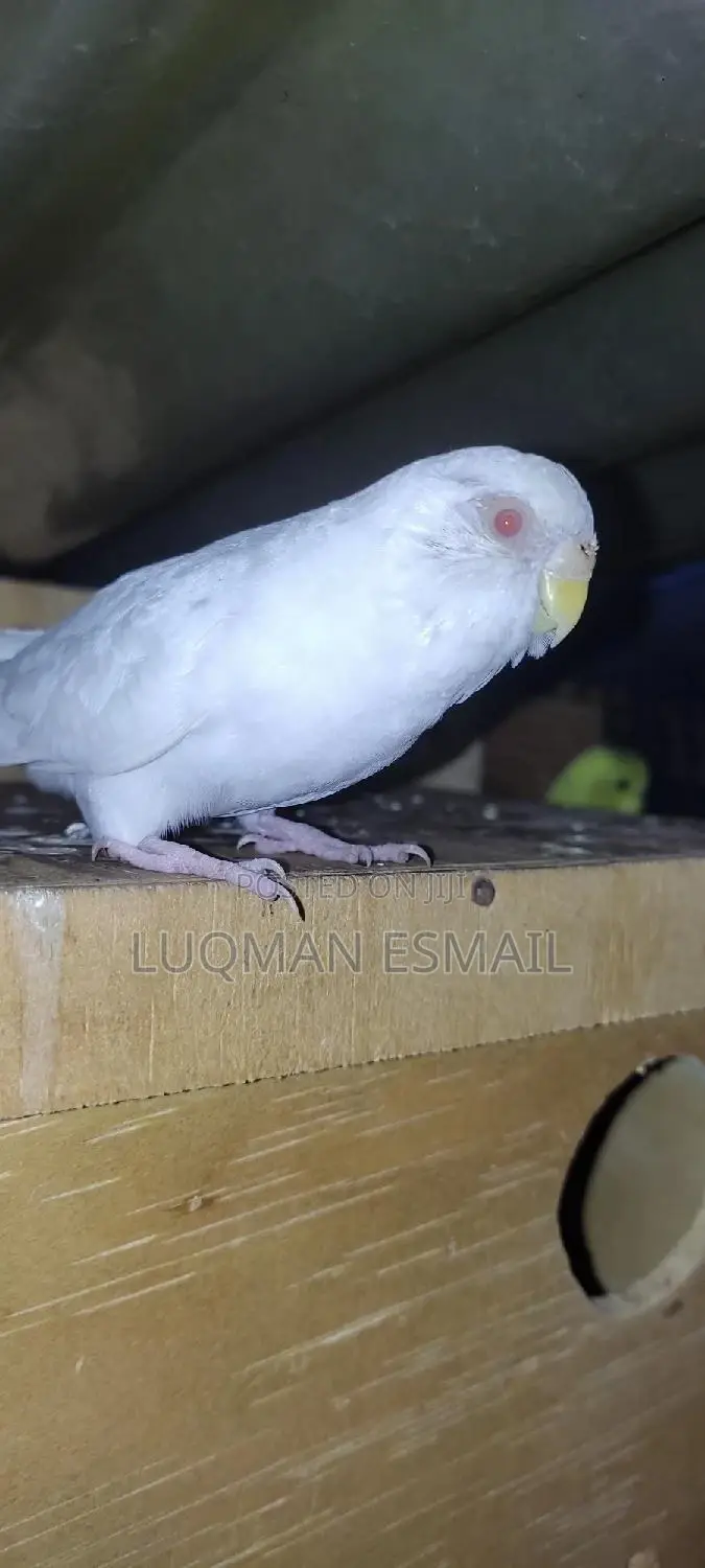 Albino Red Eyes Female Budgie