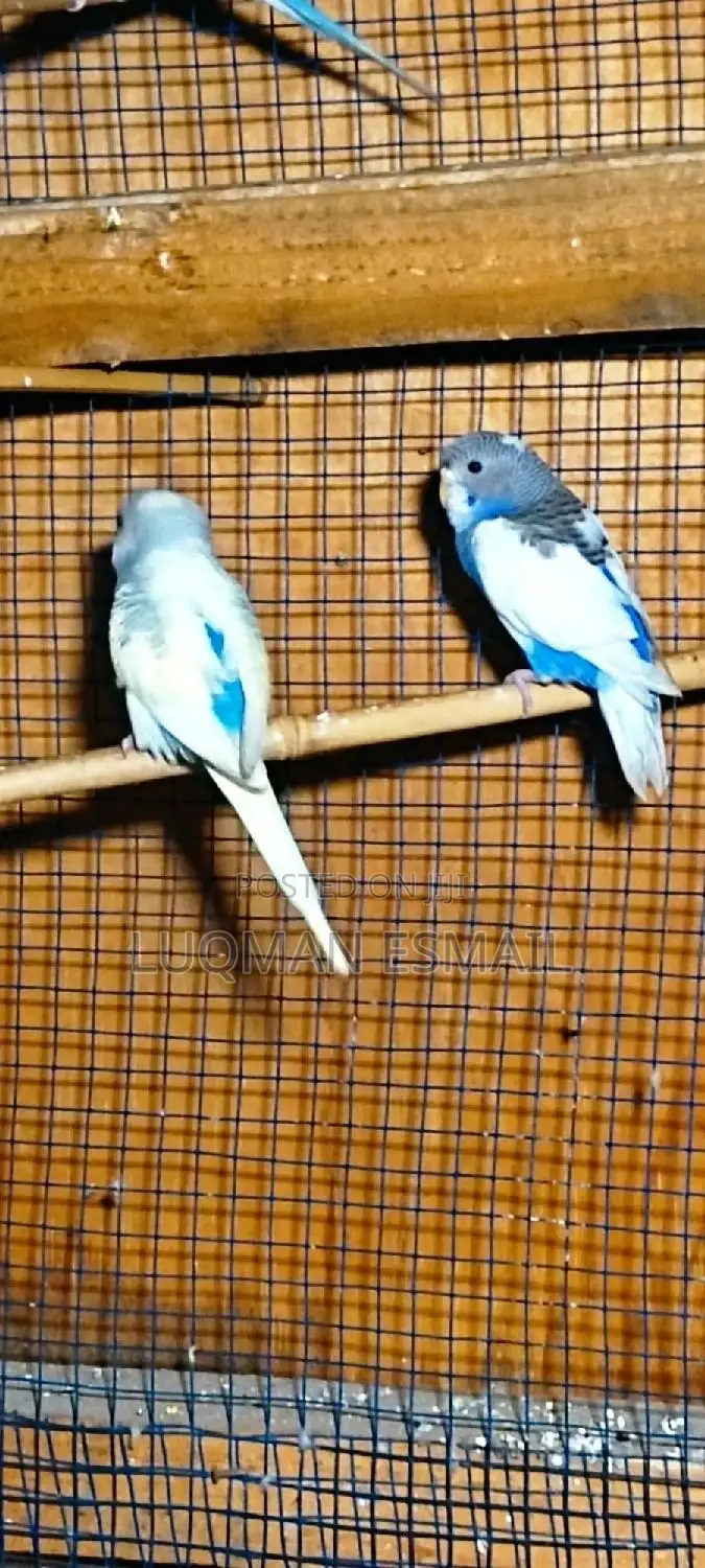 Blue Young Parrot