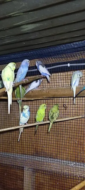 Matured Budgies