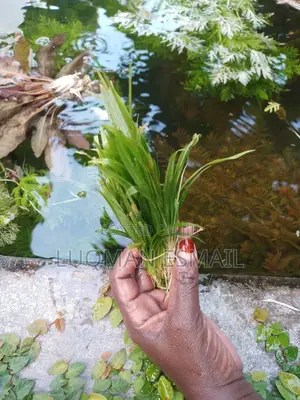 Live Aquariums Plants
