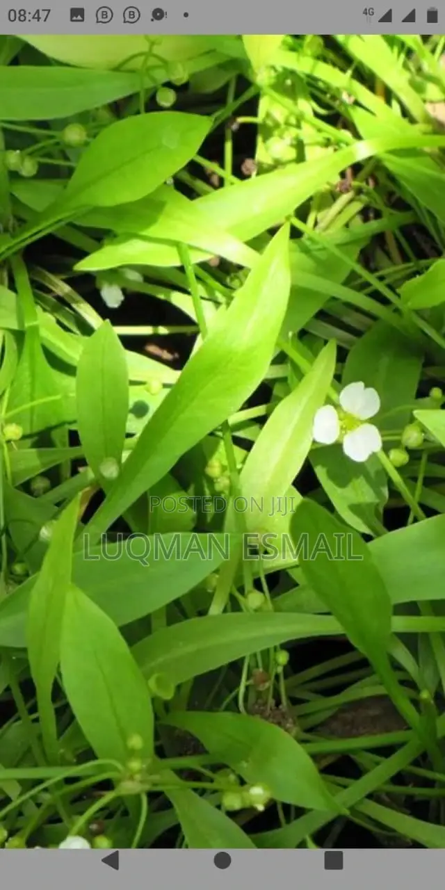 Live Aquariums Plants