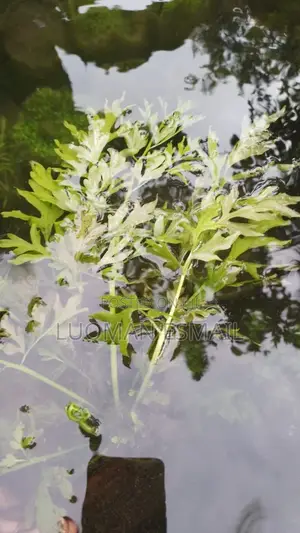 Live Aquariums Plants